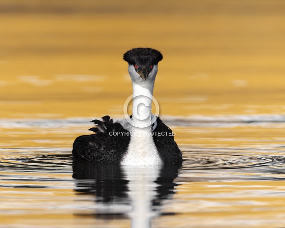 Western Grebe