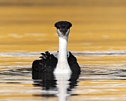 Western Grebe