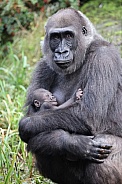Western Lowland Gorilla (Gorilla Gorilla Gorilla)