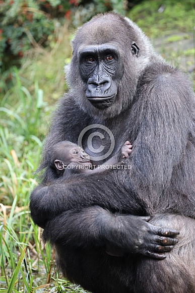 Western Lowland Gorilla (Gorilla Gorilla Gorilla) Western Lowland Gorilla (Gorilla Gorilla Gorilla)