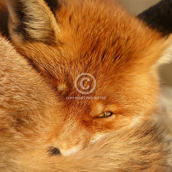 Red fox and cubs Red fox and cubs