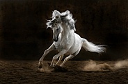 Andalusian Horse--Runaway Beauty