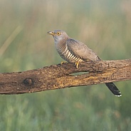 Female Cuckoo