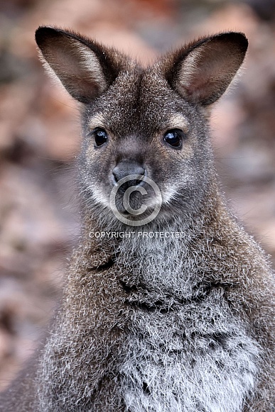 A Red-Necked Wallaby (Notamacropus rufogriseus)