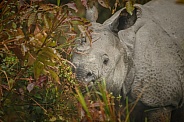 Indian rhino in the nature habitat