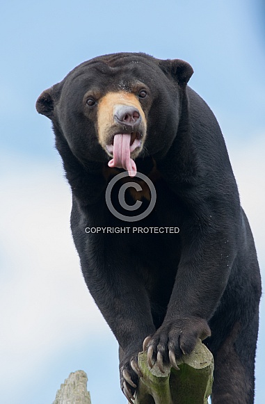 Sun Bear Sun Bear