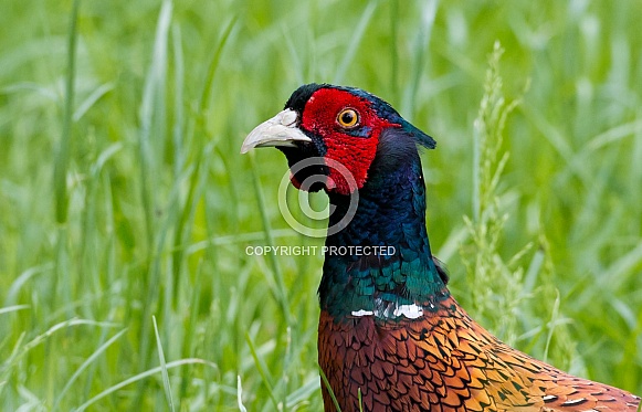 Pheasant bird a bird with beautiful colours