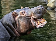 Hippopotamus