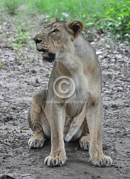 Asiatic Lioness