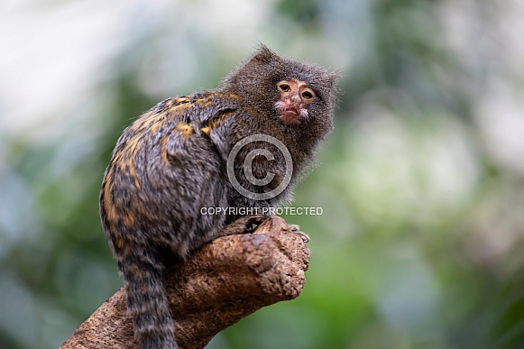 Pygmee tamarin (cebuella pygmaea)