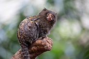 Pygmee tamarin (cebuella pygmaea)