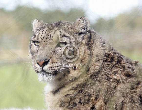Snow Leopard Snow Leopard