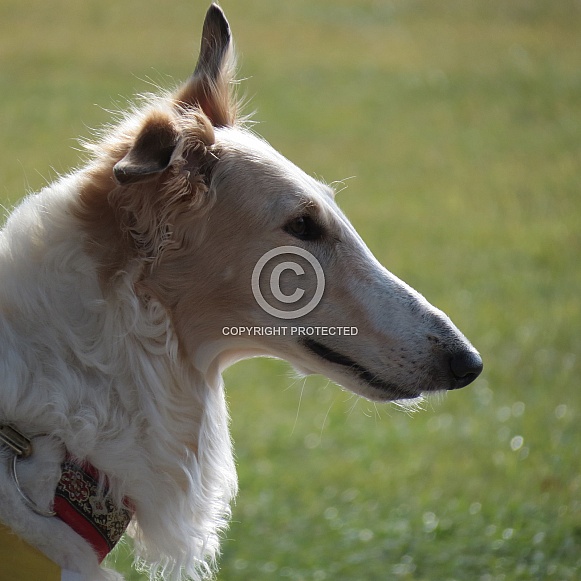 Borzoi Borzoi