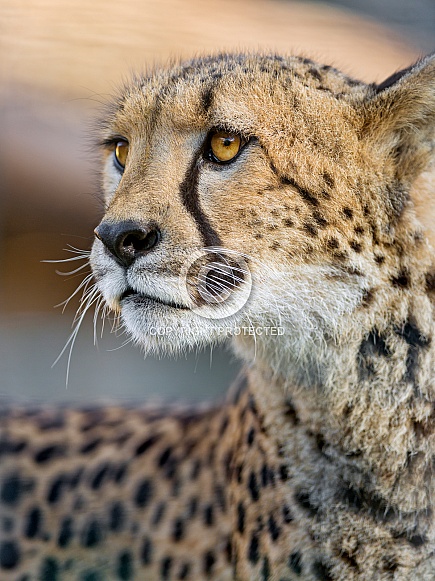 Cheetah Cheetah