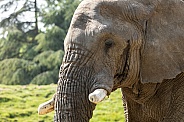 Close Up Side Profile African Elephant