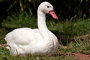 Coscoroba Swan Sitting Down Full Body