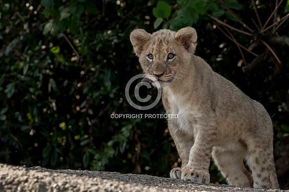African Lion Cub