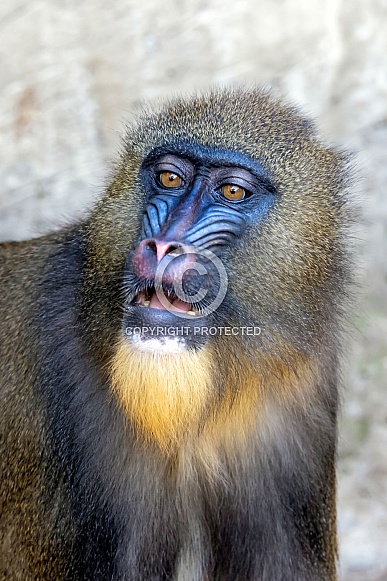Mandrill (Mandrillus sphinx) Mandrill (Mandrillus sphinx)