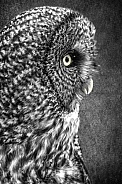 Great Grey Owl--Black and White Great Grey