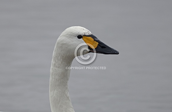 Bewick's Swan
