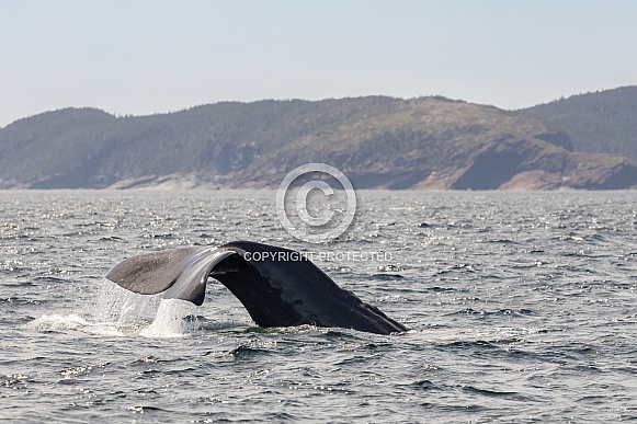 Humpback Tail Humpback Tail