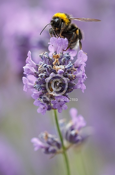 Bumblebee on lavender