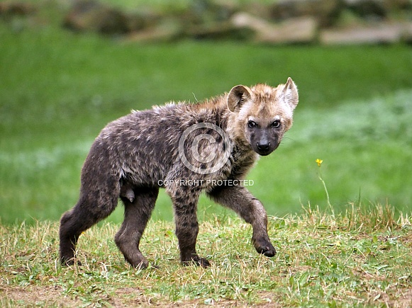 Spotted Hyena