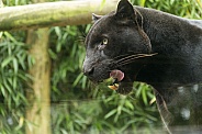 Black Jaguar (Panther)