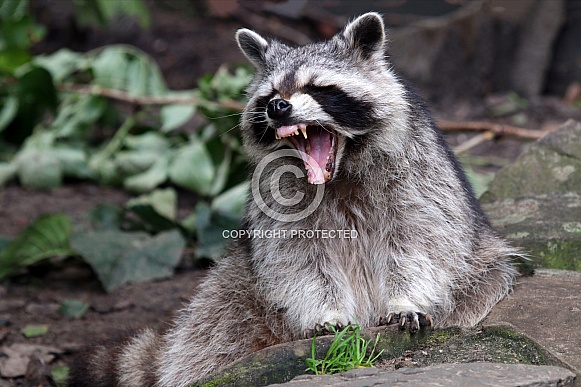 Raccoon (Procyon lotor)