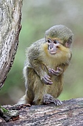 Gabon talapoin (Miopithecus ogouensis)