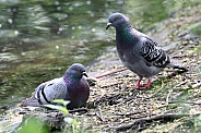 Homing pigeon (Columba livia domestica)