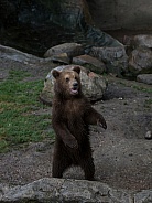 Brown Bear - Kamtschatka Bear