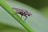 House Fly