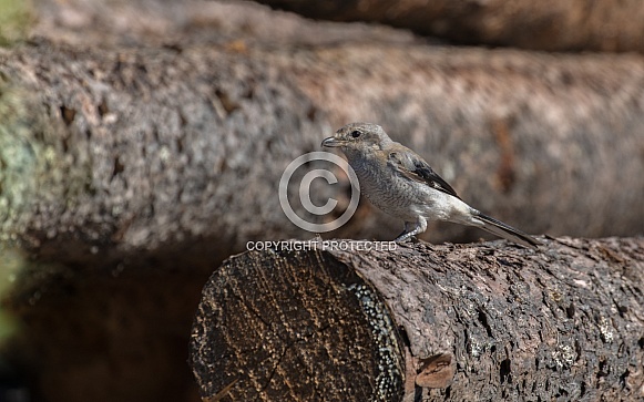 Northern Shrike Perching on a Log