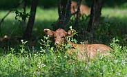 Little baby brown cow sleeping in tall green grass in early morning light