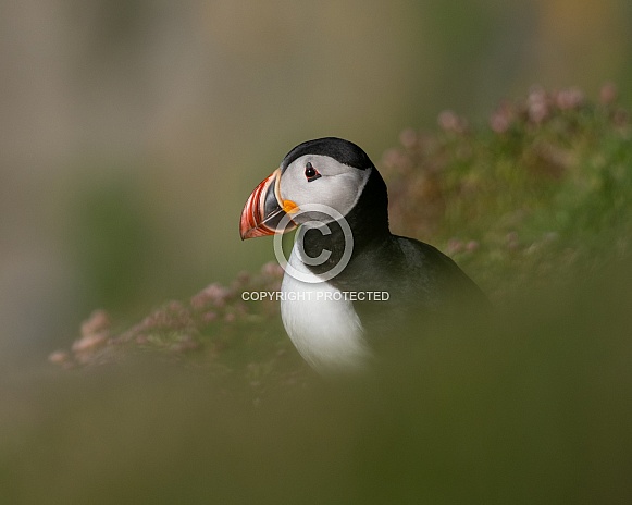 Puffin