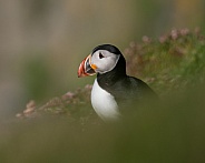 Puffin