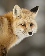 Red Fox