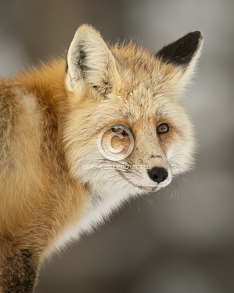Red Fox Red Fox