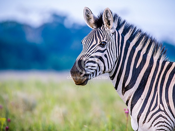 Zebra