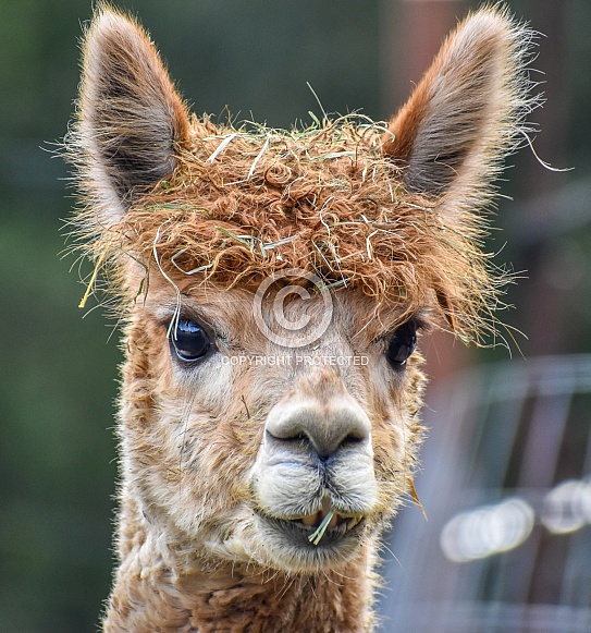 Alpaca (Vicugna pacos) Alpaca (Vicugna pacos)