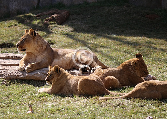 Lions