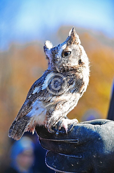 Eastern Screech-Owl / Megascops asio Eastern Screech-Owl / Megascops asio