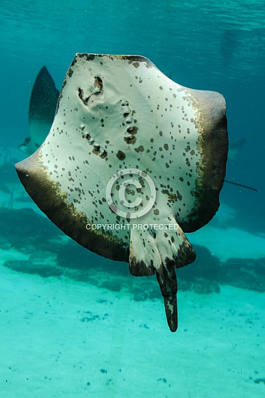Sting Ray Sting Ray