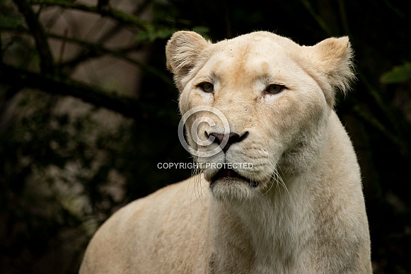African White Lion African White Lion