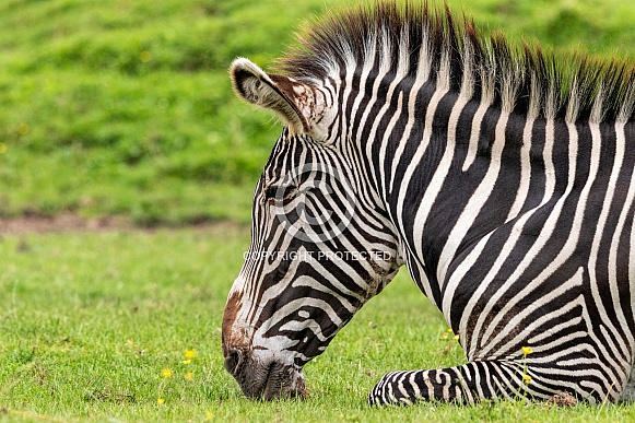 Grevy's Zebra Head Shot Lying Down In Grass