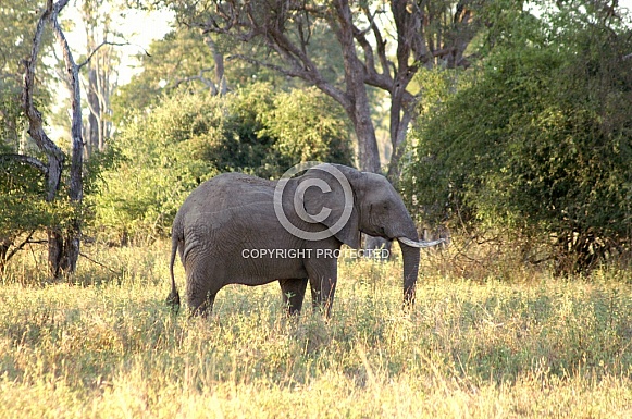 African Elephant