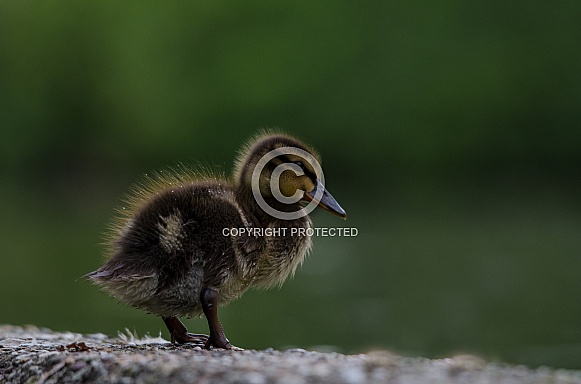 Mallard Duckling