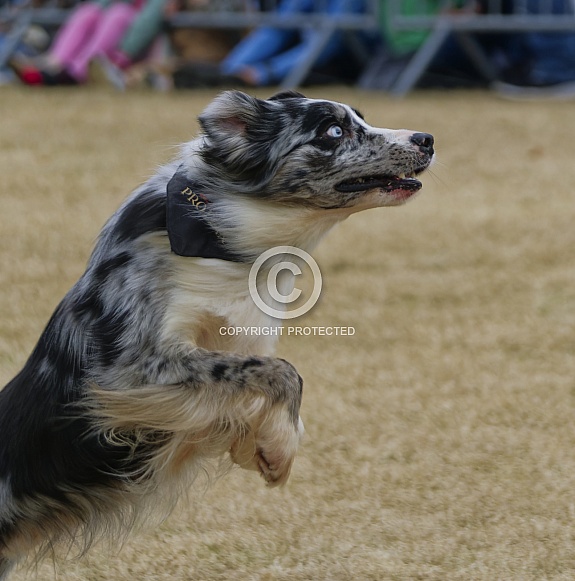 Border Collie or Australian Shepherd