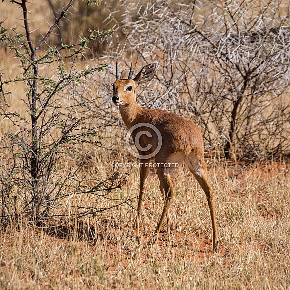 Steenbok